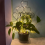Indoor Plant Trellis for Climbing Plants,Stackable 6
