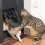 Pet Screen Door Easy Install Home Lockable Outdoor 5
