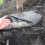 Smart 30+ Days Tree Watering Mat, Automatically Re 6