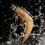 10PCS Live Shrimp Hook Set,Freshwater/Saltwater Fi 6