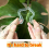 6PCS Turtle Shell Bamboo Clamp, Plant Grapple, Sta 6