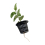 Plant Planting Baskets Vegetable Planting Baskets A 7