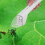 Magnifying Quick Release Worm Catcher Insects Catching Tool 8
