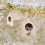 Nesting Box for Tits, Nesting Box Kit Robin, Bird House 6