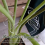 Turtle Shell Bamboo Clip Set, Transparent Plastic Plant Stem Holder 5
