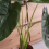 Turtle Shell Bamboo Clip Set, Transparent Plastic Plant Stem Holder 7