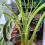 Turtle Shell Bamboo Clip Set, Transparent Plastic Plant Stem Holder 3
