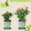 Gartenpfähle Gartenantenne Kupferstäbe Kupferdraht 43CM 3