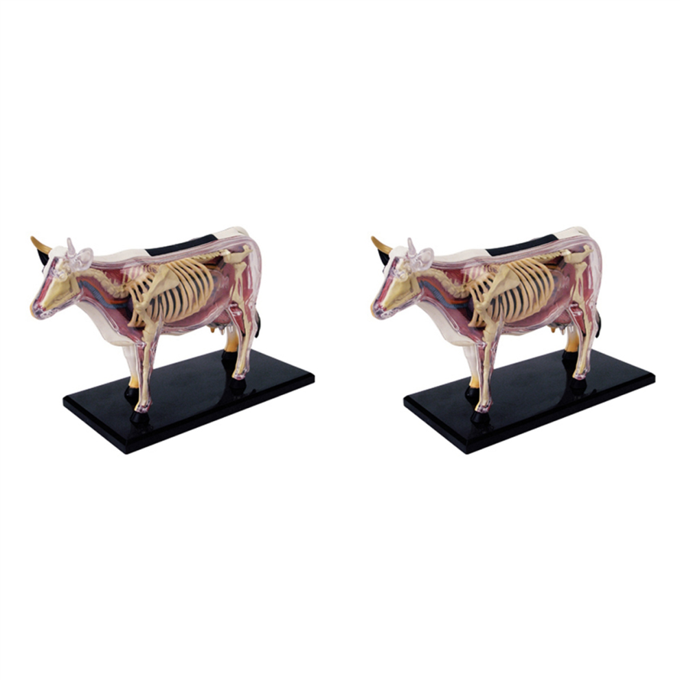 Animal Organ Anatomy Teaching Model Diy Science Appliances 4851175095898