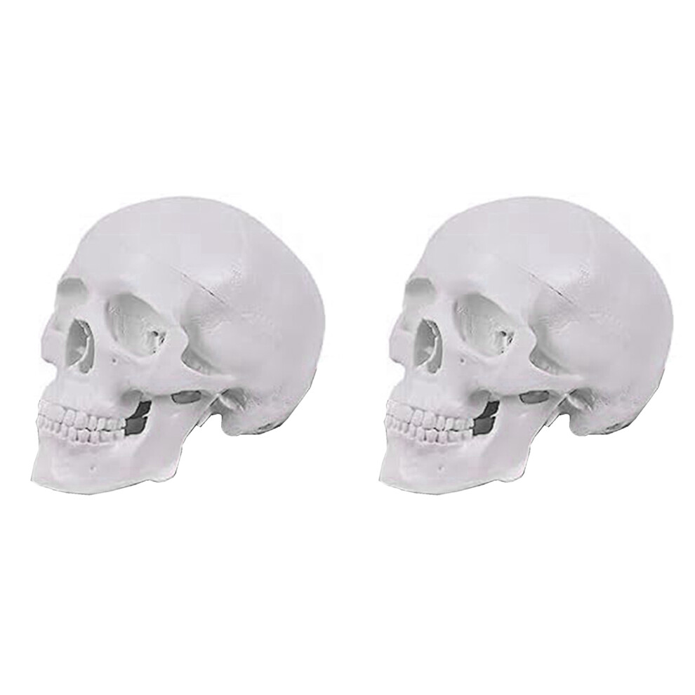 Mini Human Skull Model, 3 Parts Anatomical Model 4851175095737