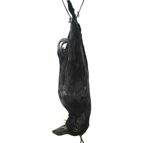 Realistic Hanging Dead Crow Decoy Extra Large Black Feathered 1