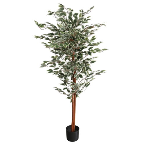 Leaf 160cm Artificial Ficus with Natural Variegated Leaves