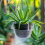 15 peças coletor de água para plantas pendurado - plástico transparente para água de plantas 6 polegadas 6