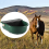 Αυτόματο μπολ νερού Horses για κατσίκες 3