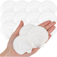 25 stuks natuurlijke sint-jakobsschelpen van Seaside 5,08-7,62 cm