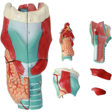 Modèle d'anatomie du larynx humain, anatomie médicale pour l'enseignement scientifique