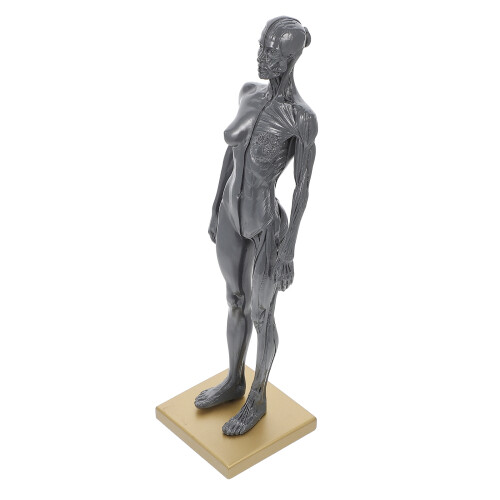 Knochen Mannequin Werkzeug Skulptur Künste 2