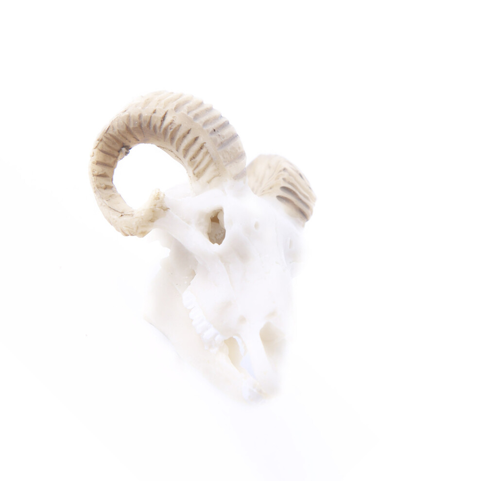 Realistic Sheep Skull Ornament For Home Decor White And Can Also Be-image-OPC-PJYVWHG-NEW