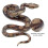 Snake Rubber Snakesfake Remote Realistic Control Lifelike Prank Figures Pythonbirds Keeppropsrattlesnake Big Real 2
