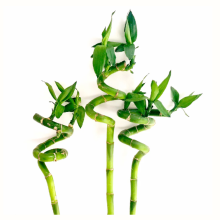 (3) 40cm Lucky Bamboo - Indoor Plant Pot Garden Windowsill Bowl
