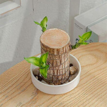 (only White ceramic pot) Direct from the base, Brazilian Lucky Bamboo Plant, Indoor Water Cultivated Desk