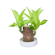 (8cm with buds) Direct from the base, Brazilian Lucky Bamboo Plant, Indoor Water Cultivated Desk
