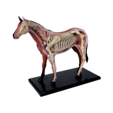 Animal Organ Anatomy Model 4D Horse Intelligence Assembling Toy