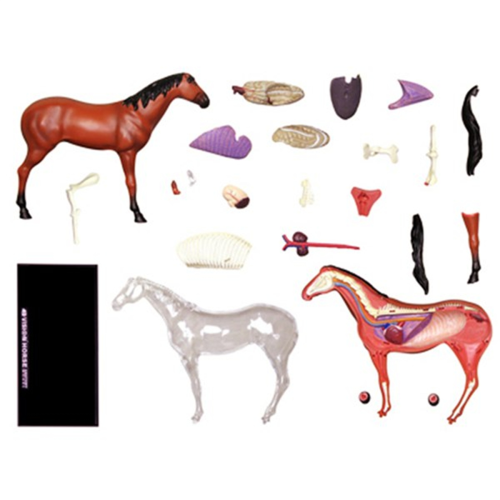 Animal Organ Anatomy Model 4D Horse Intelligence Assembling Toy 1