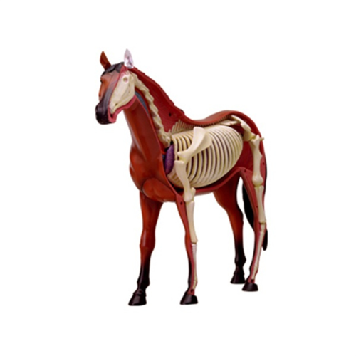 Animal Organ Anatomy Model 4D Horse Intelligence Assembling Toy 2