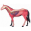 Animal Organ Anatomy Model 4D Horse Intelligence Assembling Toy 5
