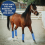 New Fly Boots for Horses- Extended Adjustable to Protective Legging 5
