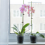 10 τεμάχια στηρίγματα φυτών για φυτά εσωτερικού χώρου με 10 κλιπ 3