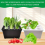 Wholesales Nursery Pots
Propagation Plants Vegetable boxes 6