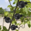 10PCS Plant Rooting Ball Propagation Box Grafting Rooting 2