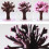Christmas Paper Tree Magical Growing Tree Toy Xmas 3