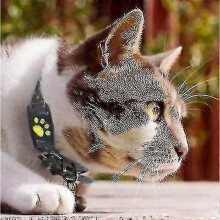 (black) Smart Gps Cat And Dog Collar Tracker