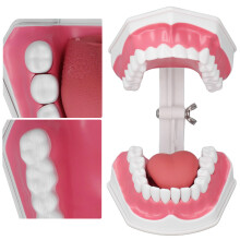 Zahnschlüssel Modell Zahnputz-Übungskit mit PVC- Dentallehrwerkzeug