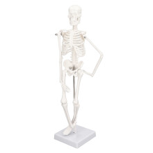 45CM Mini-Humanskelettmodell aus PVC mit beweglichen Gelenken