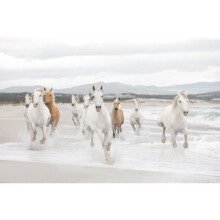 Murals - KOMAR - White Horses - 368 x 254 cm - Multicolored - Kids/Unisex