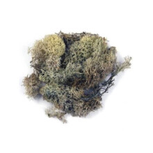 Islandmoos - Rayher - Mini-Garten - Natur - 30g - Realistisch für Miniaturgärten