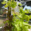 Hydroponisk planting Medium Block Plant Block Jordfri Matrisesåing 3