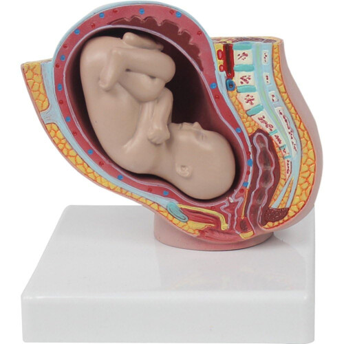 Human Pregnancy Fetal Development Model 9th Month Embryonic Pelvic ...
