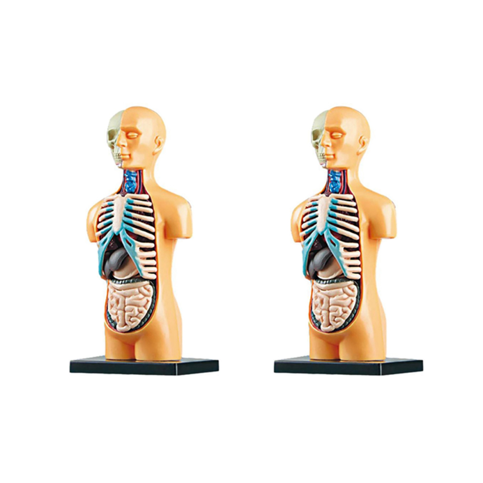 Photos - Creativity Set / Science Kit 2X 3D Removable Anatomical Human Torso Body Model for Education Toy Structure Teaching Child Kid Student