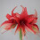 AMARYLLIS Bogota. Spider type. Large 36-38 Bulbs. 2