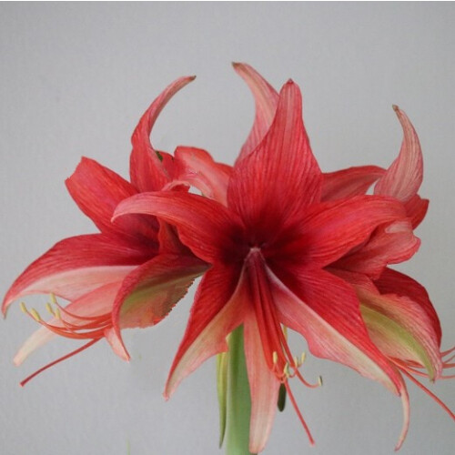 AMARYLLIS Bogota. Spider type. Large 36-38 Bulbs. 1