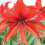 AMARYLLIS Bogota. Spider type. Large 36-38 Bulbs. 1