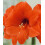 Amaryllis ORANGE SOVEREIGN. Large 36-38 Bulbs. 5