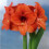 Amaryllis ORANGE SOVEREIGN. Large 36-38 Bulbs. 4