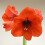 Amaryllis ORANGE SOVEREIGN. Large 36-38 Bulbs. 3