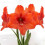 Amaryllis ORANGE SOVEREIGN. Large 36-38 Bulbs. 2